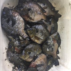 Meet your Posher, Zach